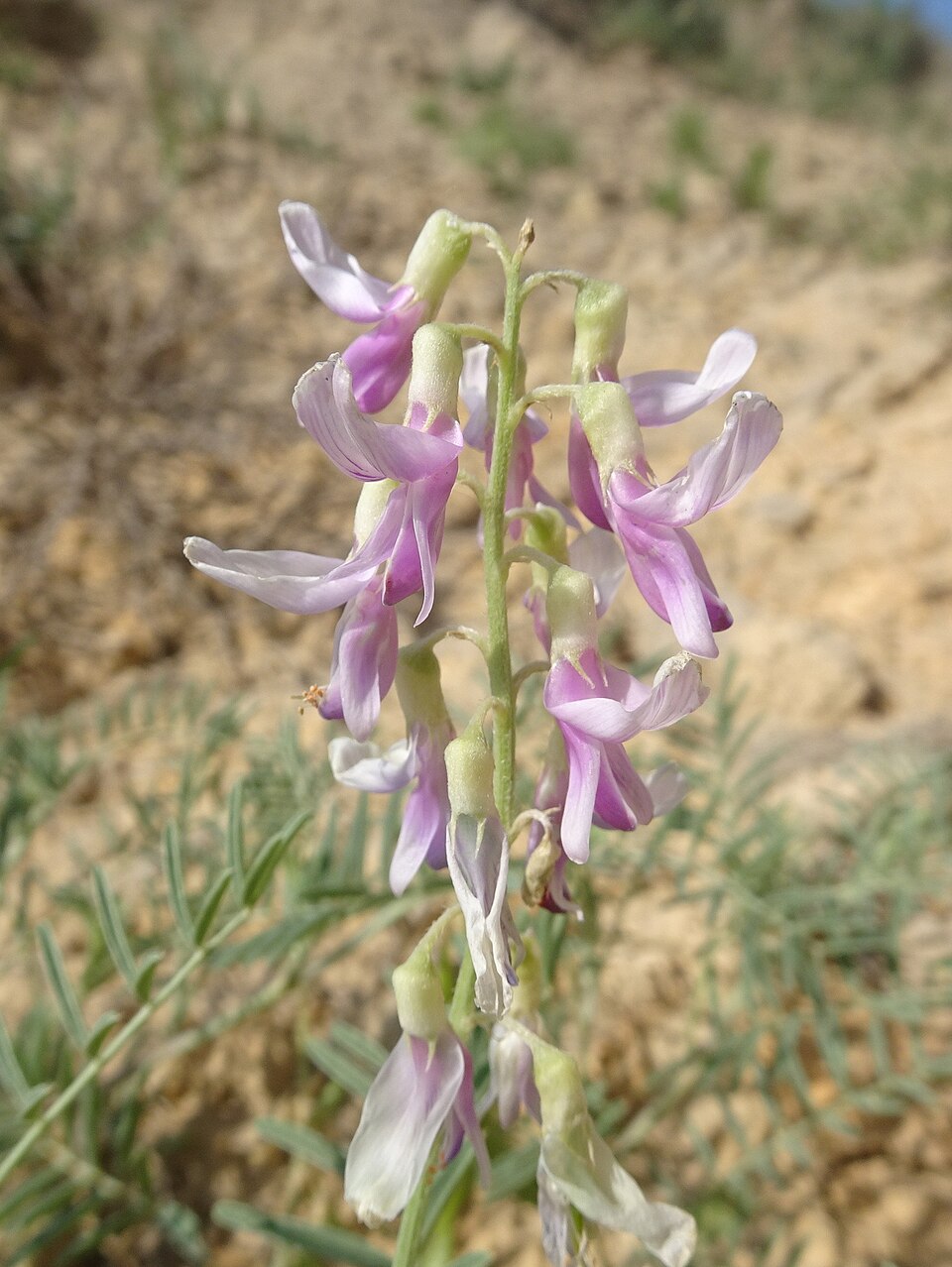 Astragalus racemosus