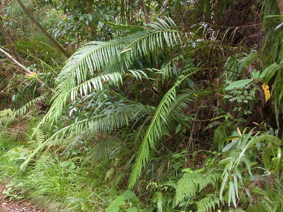 Blechnopsis orientalis