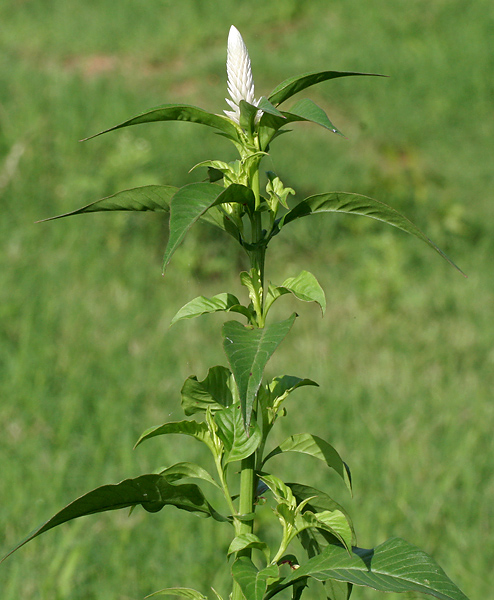 Celosia argentea