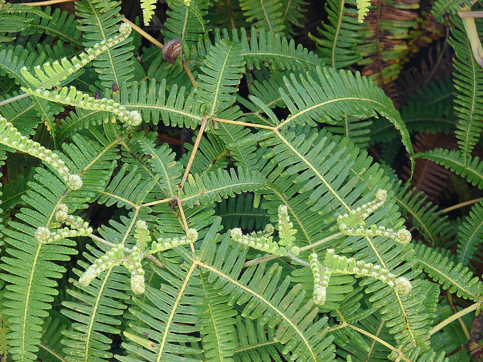 Dicranopteris linearis