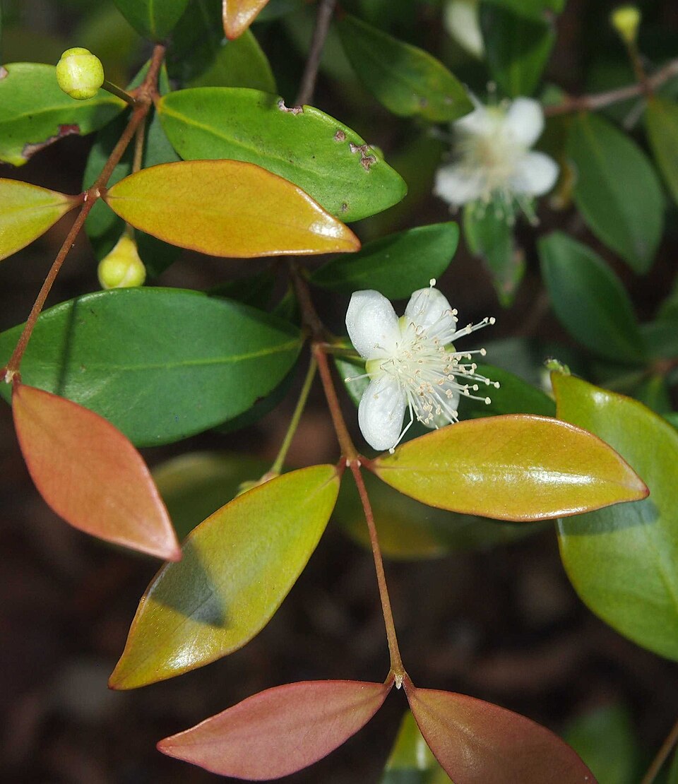 Gossia bidwillii