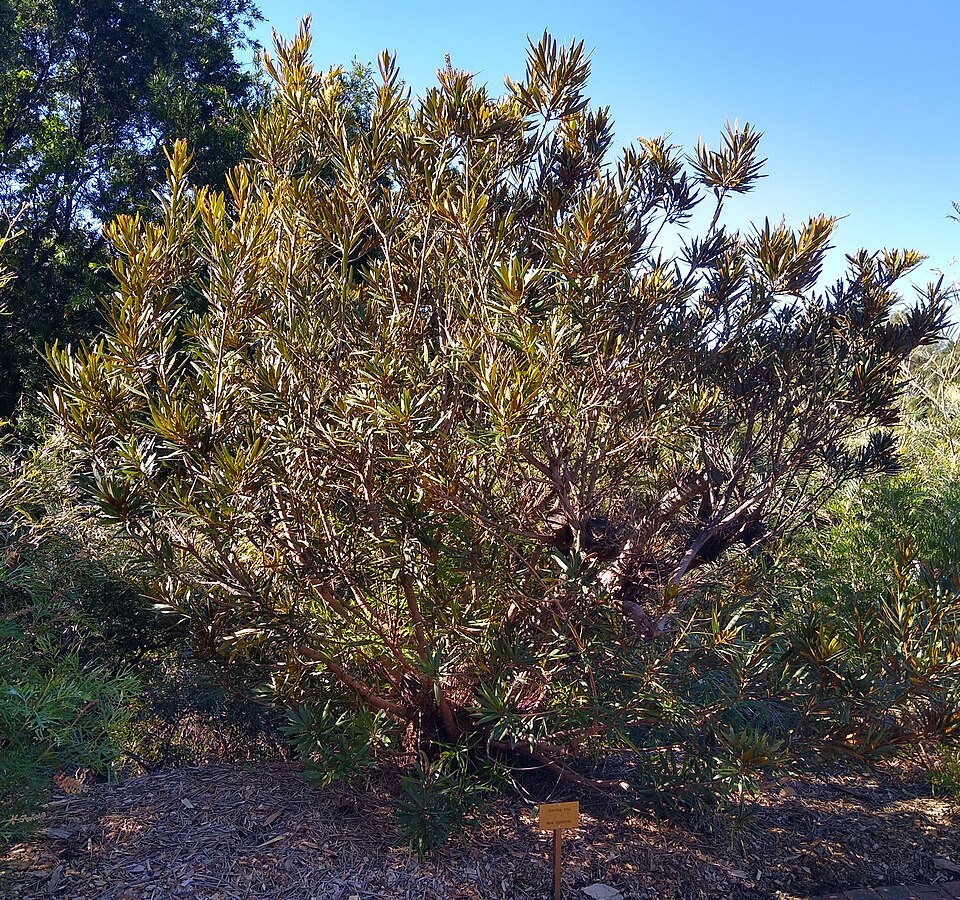 Grevillea exul
