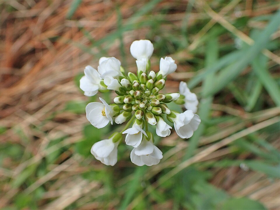 Noccaea praecox