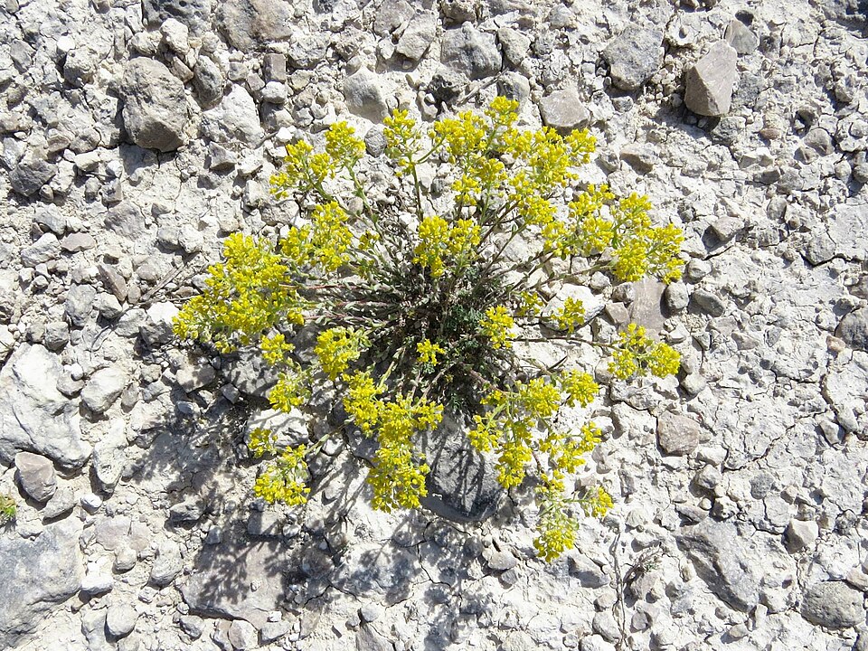 Odontarrhena serpyllifolia