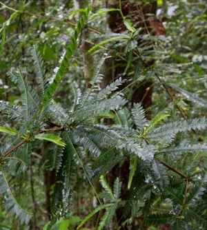 Phyllanthus balgooyi