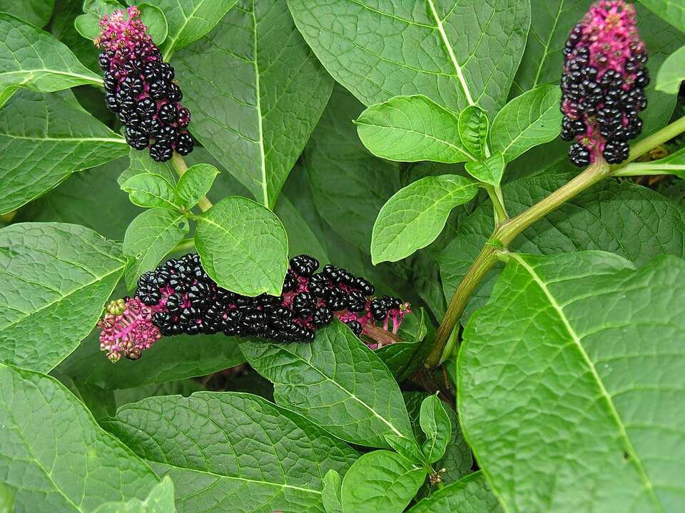 Phytolacca acinosa