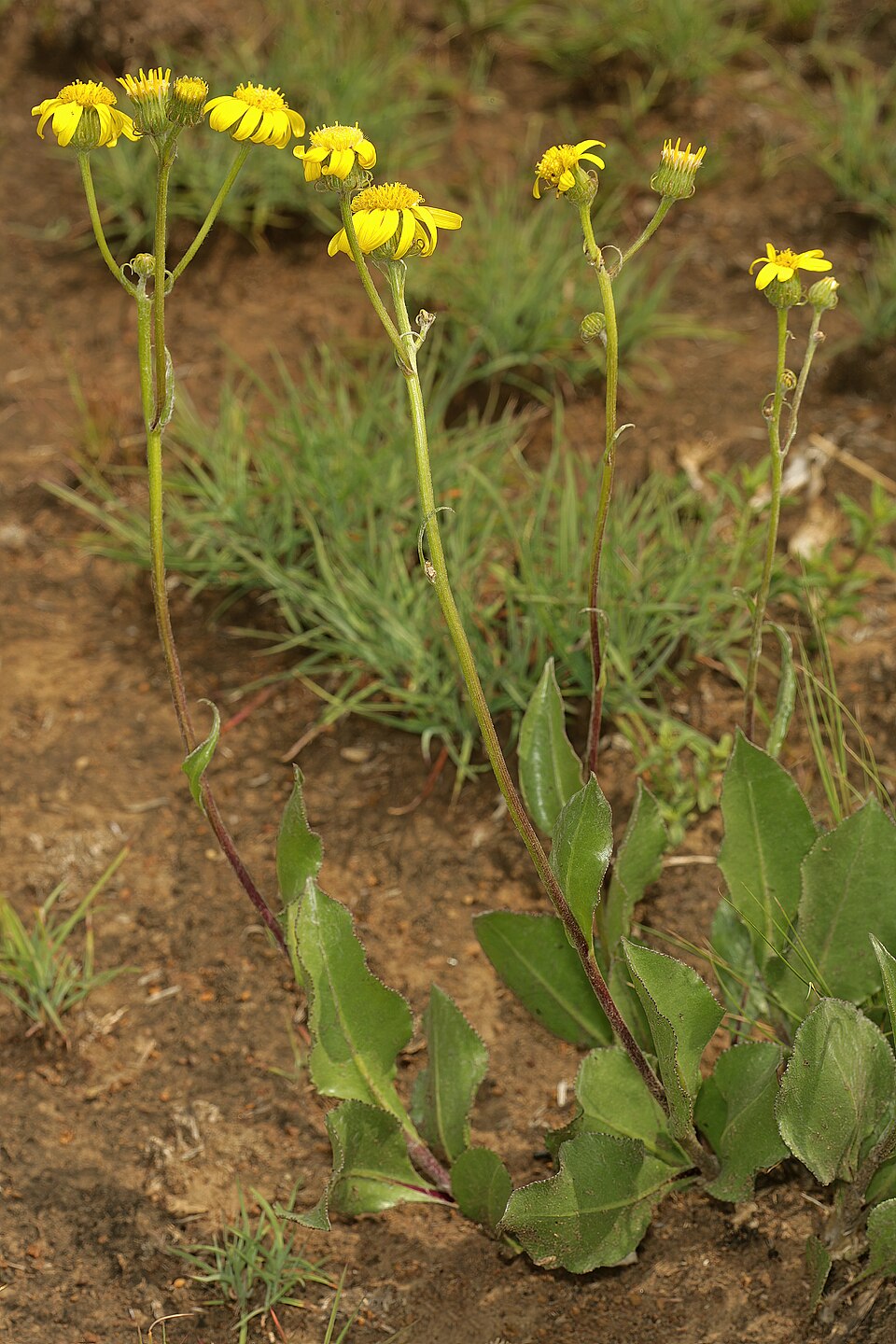 Senecio coronatus