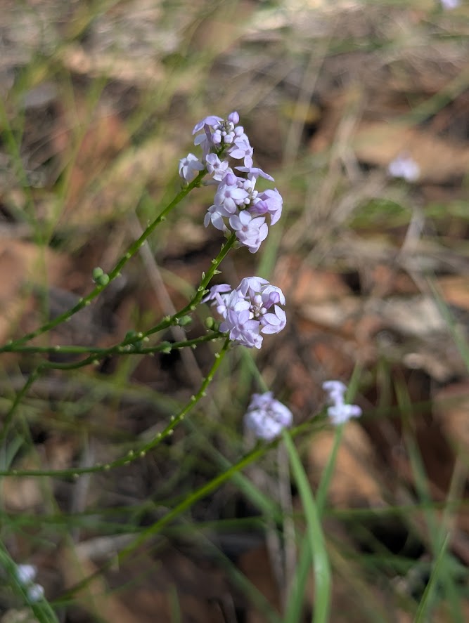 Stackhousia tryonii